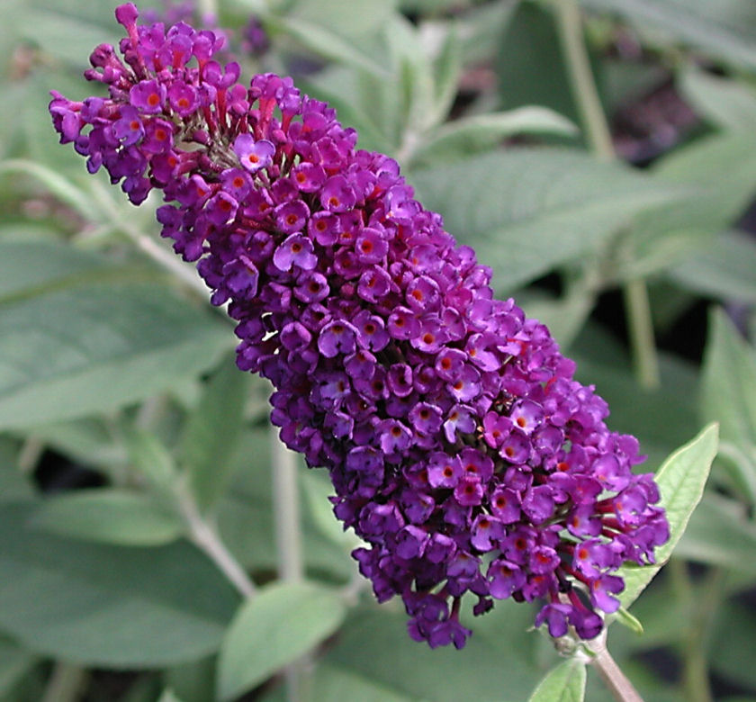 black knight butterfly bush planting